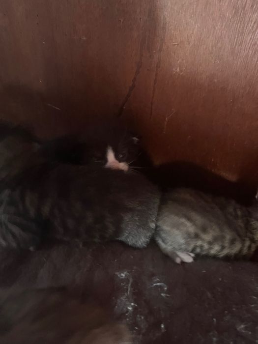 Gatos bebés para dar