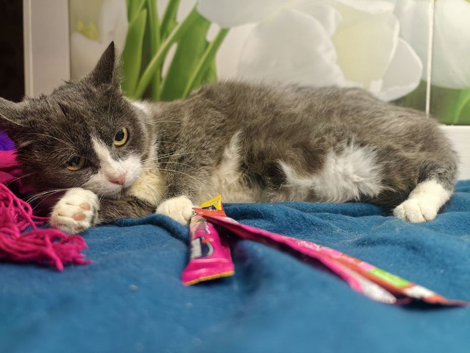 Кішечка, справжня сіро - біла пані, очікує своїх людей