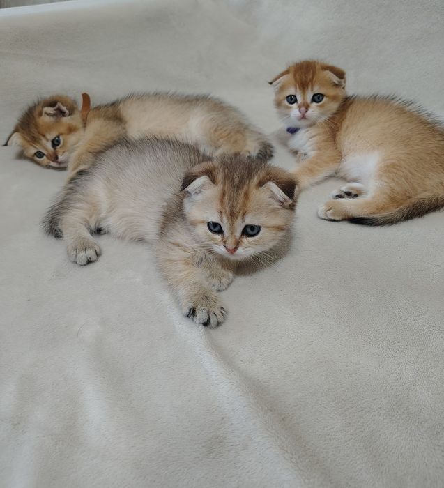 Шотландські кошенята