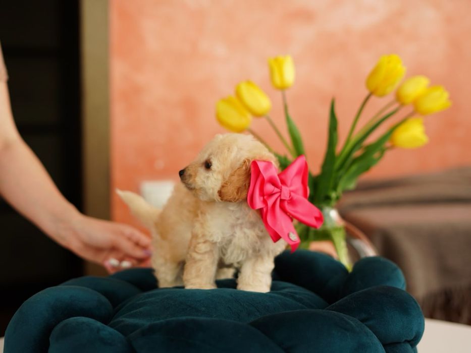 Хлопчики та дівчатка мальтіпу