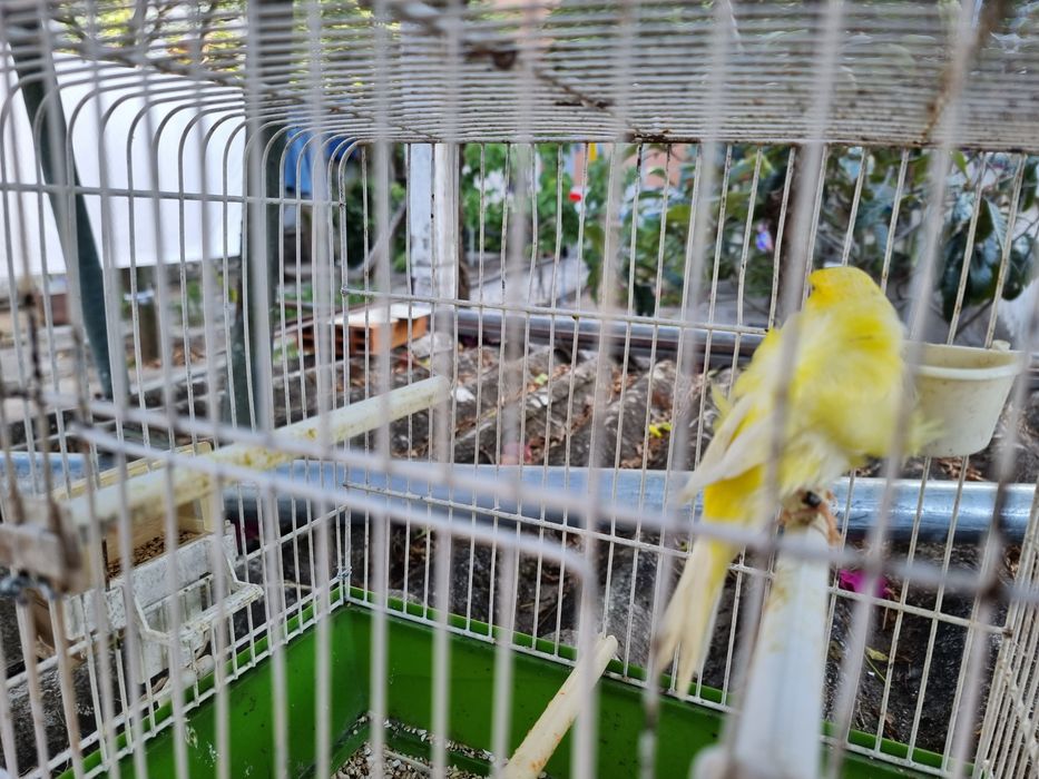 Canario Frisado macho