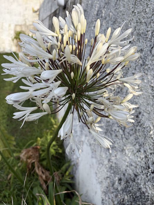 Agapanthus  africano branco