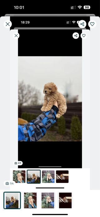 PR e mium ‼️,міні мальтипу‼️