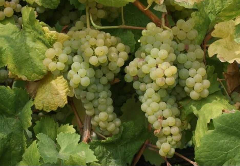Uvas de casta Loureiro