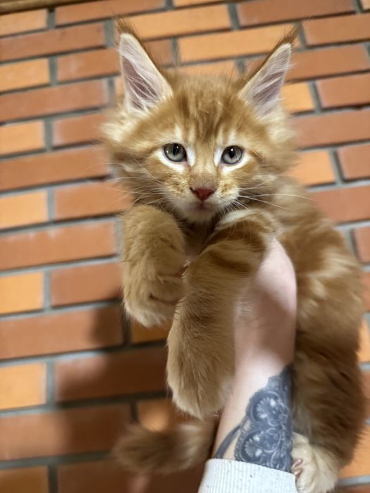 Мейн-Кун Крупный Мальчик Огненный Львенок с Гривой ,котята