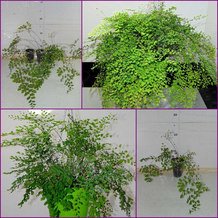 Адіантум, дівоча папороть, венерині кучері, венерине волосся