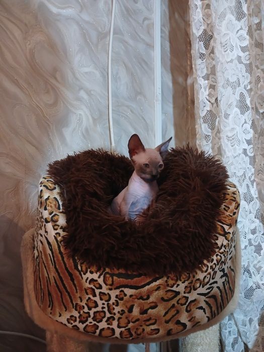 Донской сфинкс 2 місяці