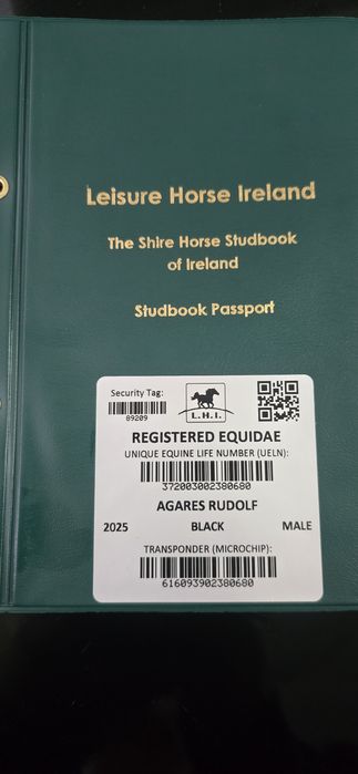 Ogierek Shire 7 miesiecy