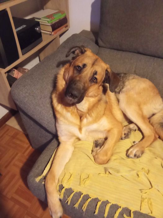 Cão 1 ano pastor alemão x serra da estrela