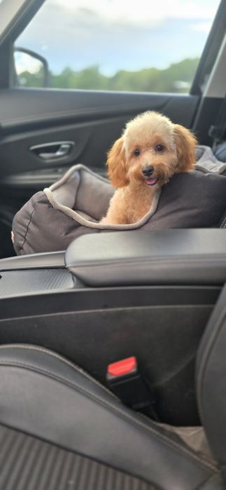 Cavapoo/ mały chłopczyk