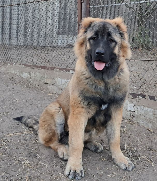 Кавказька вівчарка