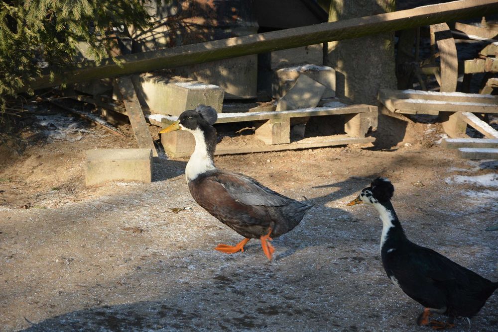 Jaja lęgowe kacze, gęsie, indycze