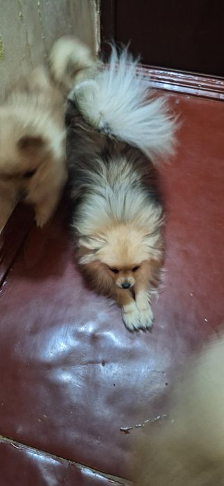 Померанська  дівчина шпіц