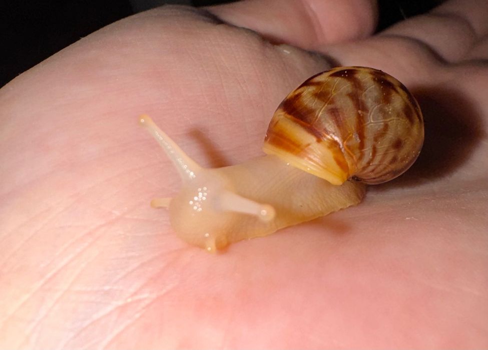 Ślimak afrykański (lissachatina reticulata)