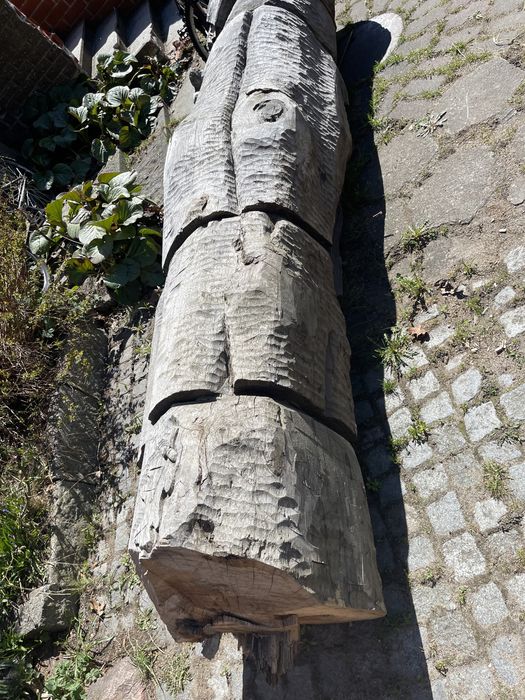 Czarny dąb bela dlugosc okolo 6 metrow , obwod okolo 2 metrow