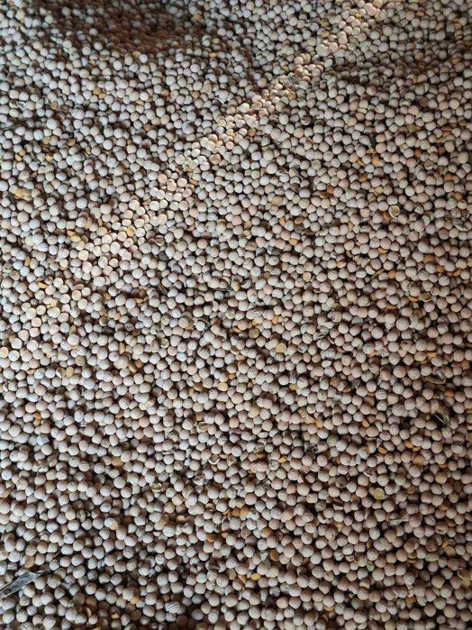 Sprzedam groch Astronauta