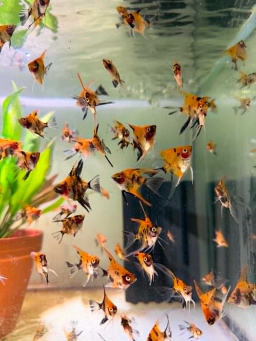 Skalar KOI RED Filadelfia