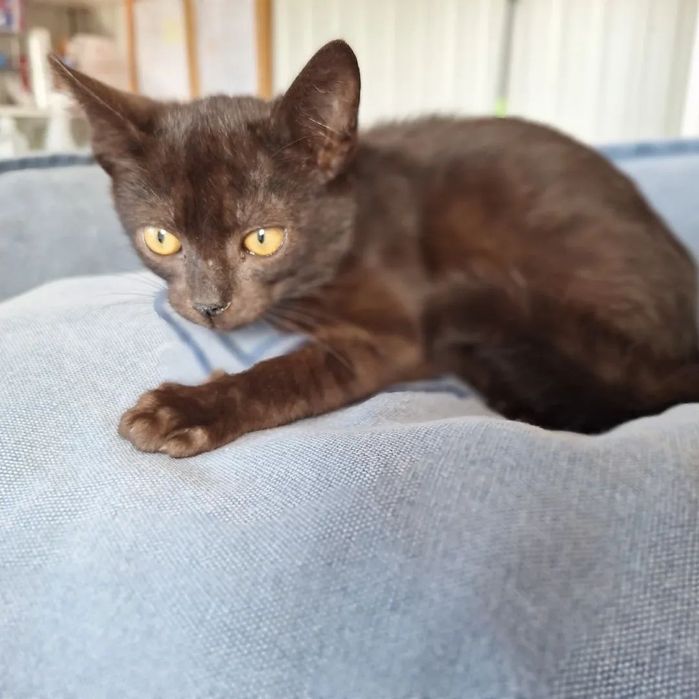 Timmy, para adoção