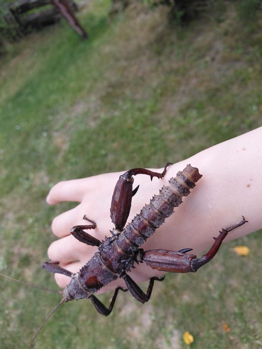 Straszyki nowogwinejskie Eurycantha calcarata