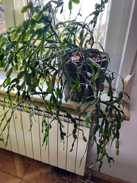 Grudniczek bardzo duza roślina