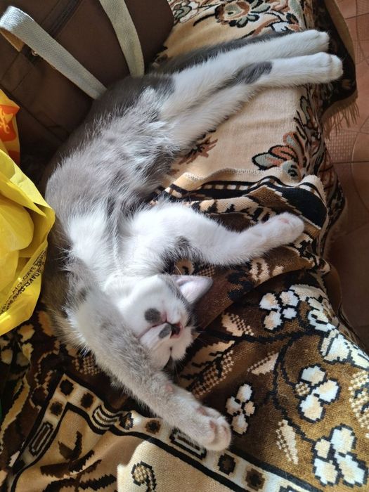 Кіт кошеня хлопчик