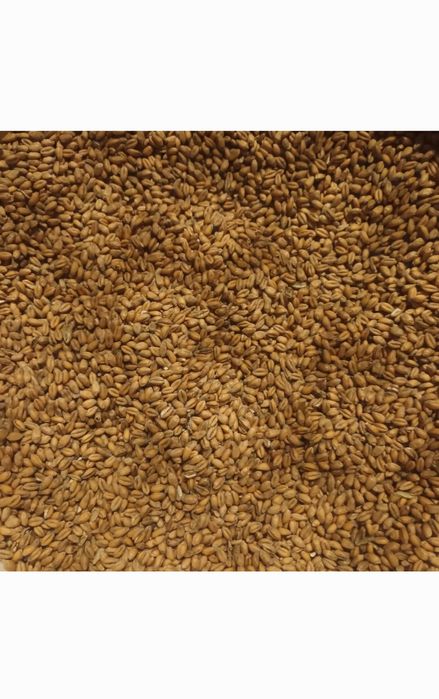 Pszenica ozima na worki