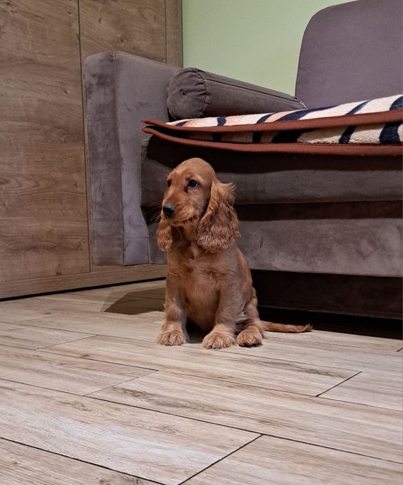 cocker spaniel angielski Suczka