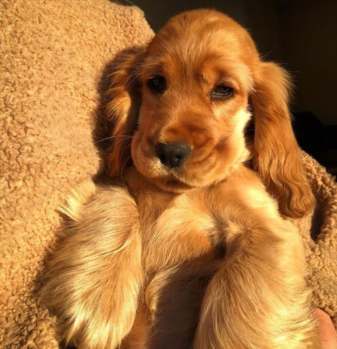 Спаніель-хлопчик для дому та душі