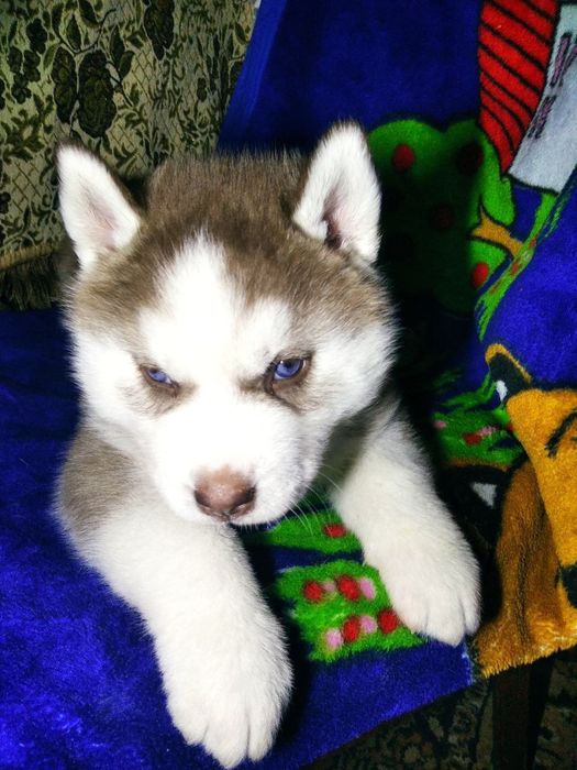 Щенки хаски чистокровні собачки собака хаскі чистокровные хаски цуценя