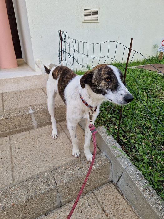 O melhor cão do mundo para adoção responsável