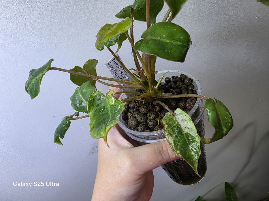 Philodendron burle marx snow white