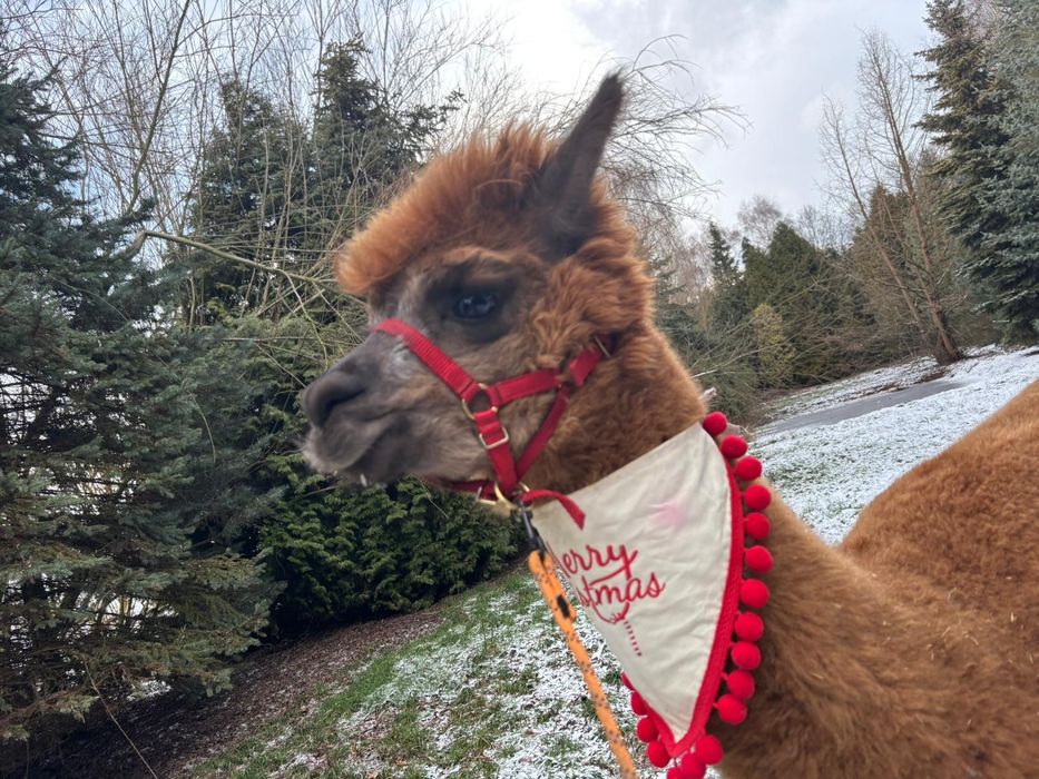 Alpaka Alpaca Huacaya samica