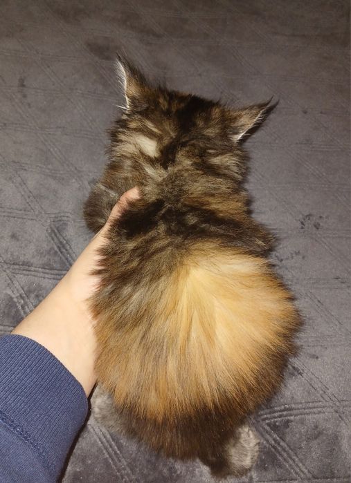 Кішечка  Мейн-кун