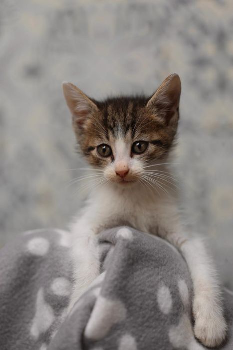 Kocięta do adopcji