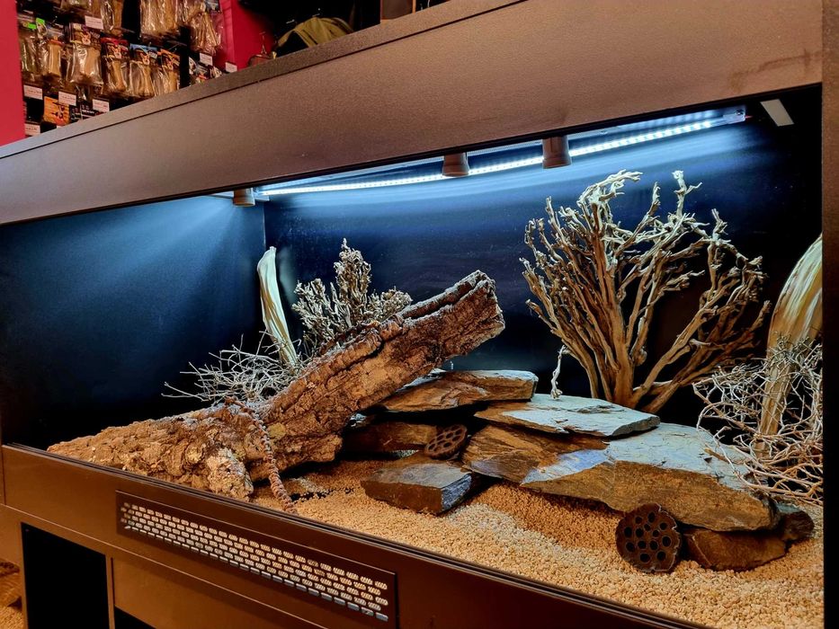 Terrarium 120x60x60 agama brodata gekon jaszczurka