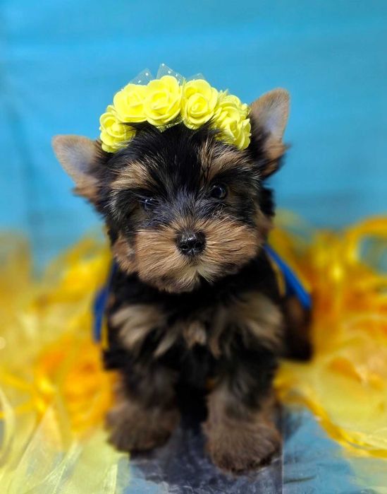 Цуценята йоркширського терьера