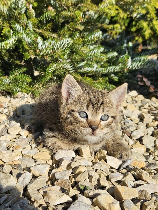 Кошенята  шотландские чистокровные (вислоухой породы)
