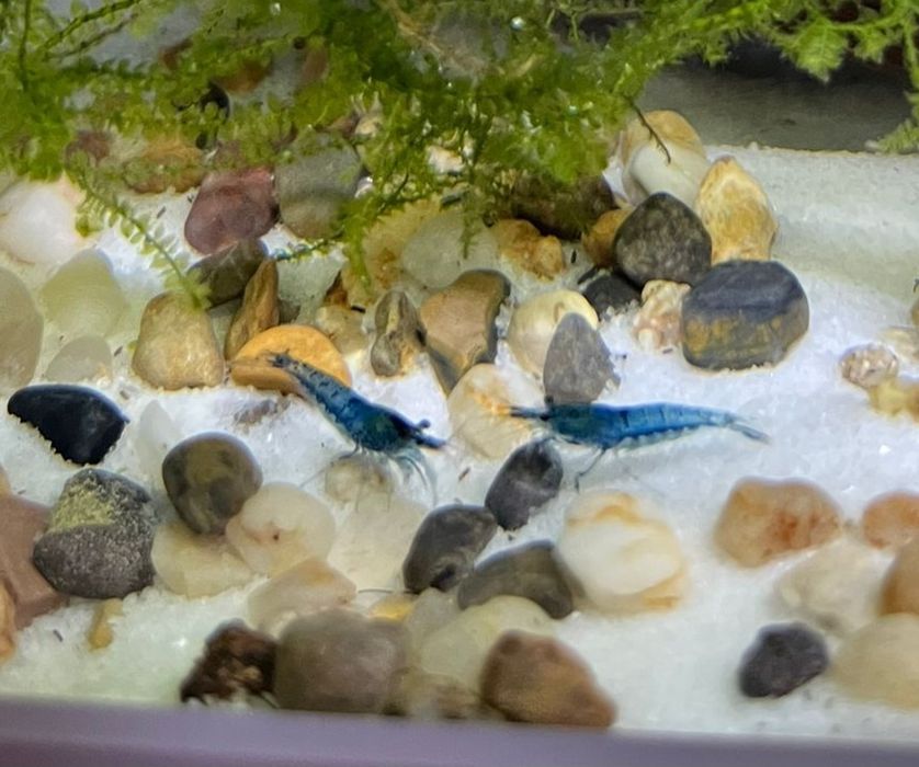 Camarão Neocaridina Azul - Blue Velvet