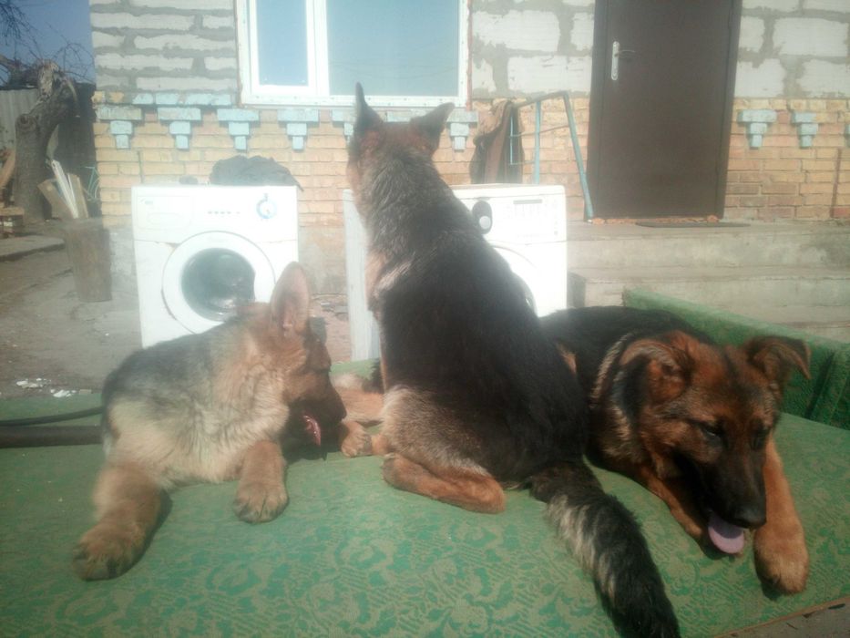 Цуценята Німецької вічарки