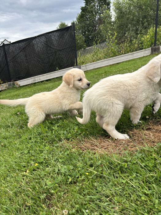 Szczeniak Golden Retriever