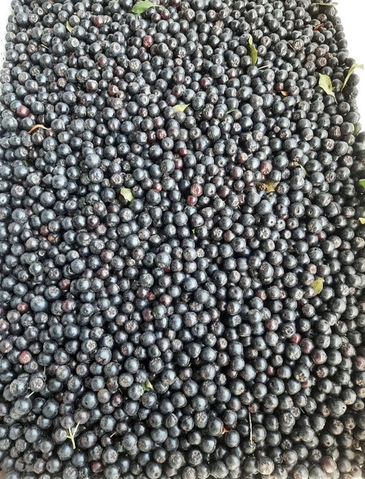 Aronia paczka 5kg , 10zł/kg od producenta wysyłka Inpost