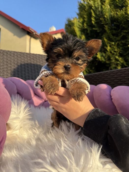 Йоркширський терєр