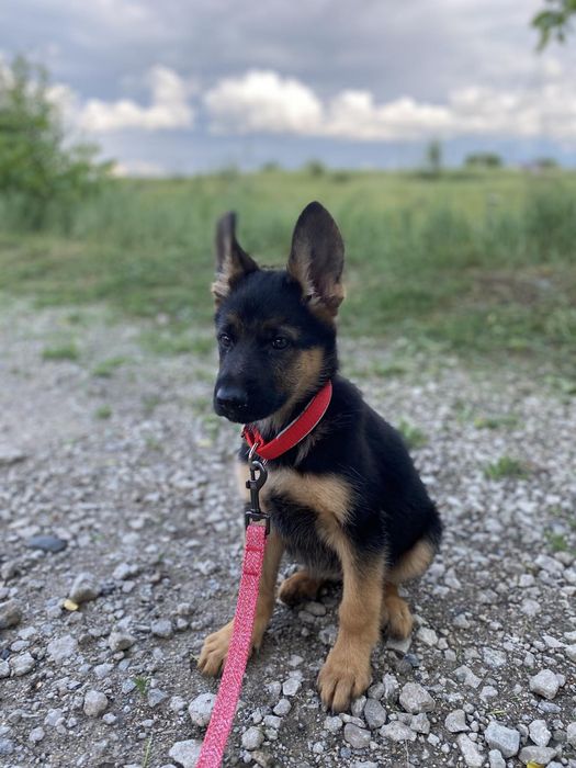 Роскошная девочка стандарт 2,5 месяца.