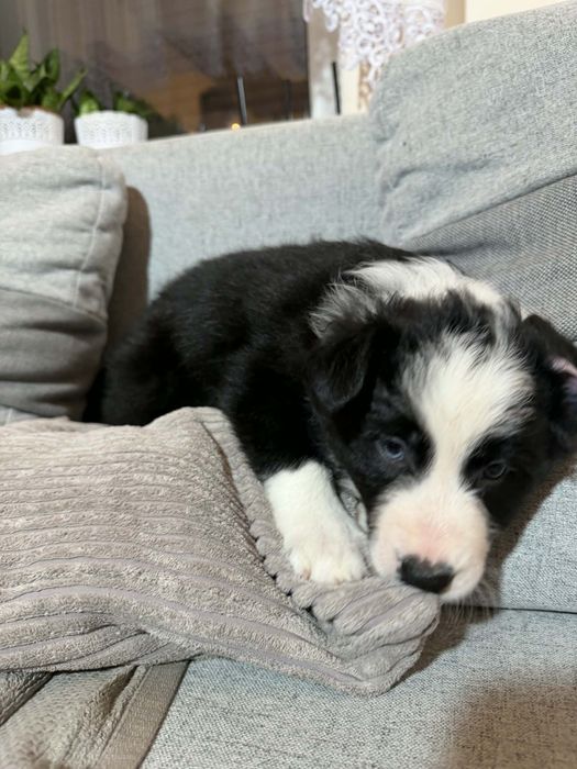 Border collie szczeniak, czarno- biały