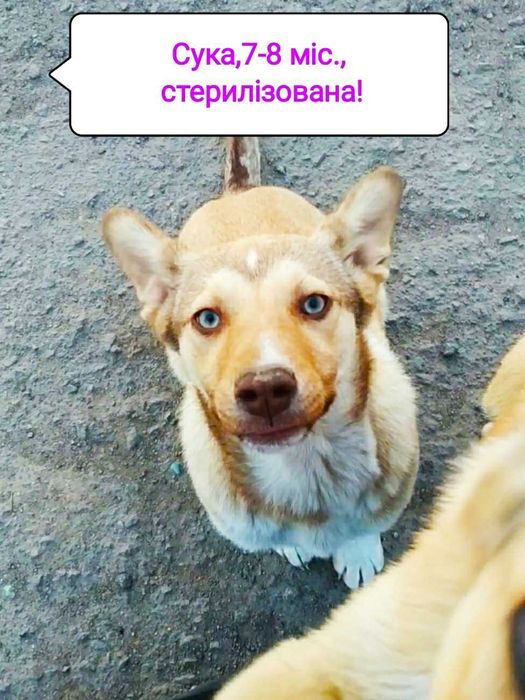 Отдам щенка,метиса- хаски, 10 мес.,сука, стерилизованная!