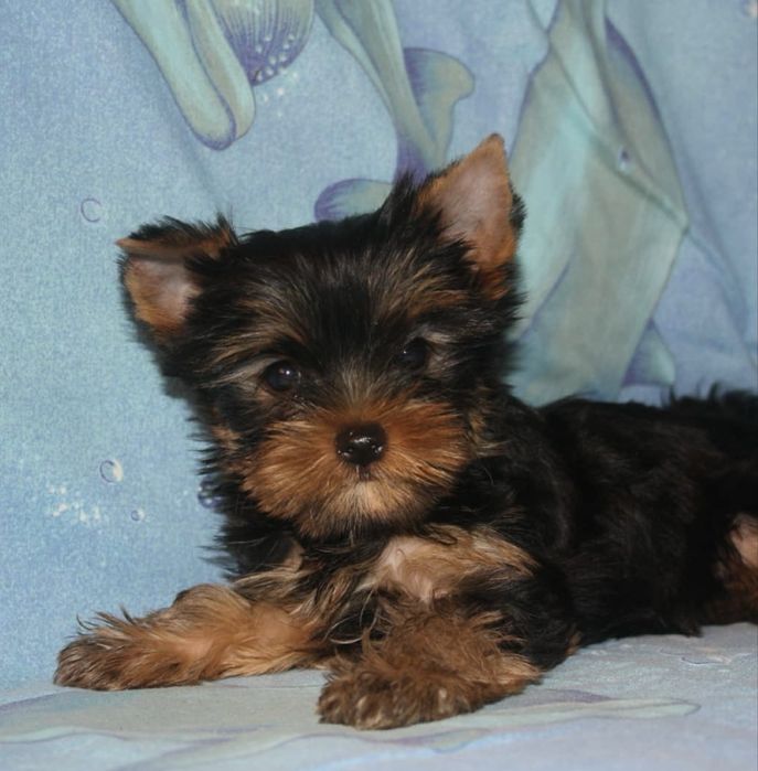 Цуцики породи йорк