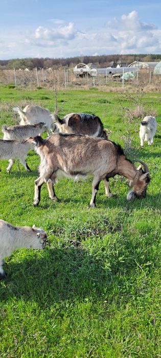 Продам дойных коз
0969737972  пгт Введенка