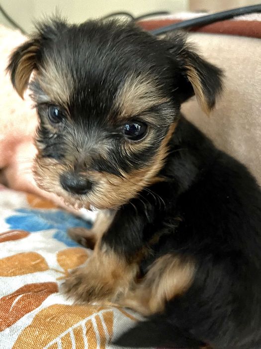 Продаю собачок