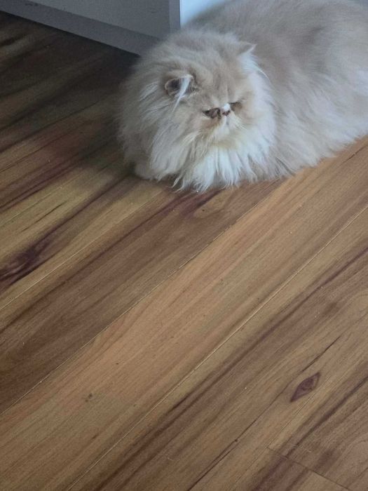 Kocur Perski z Rodowodem