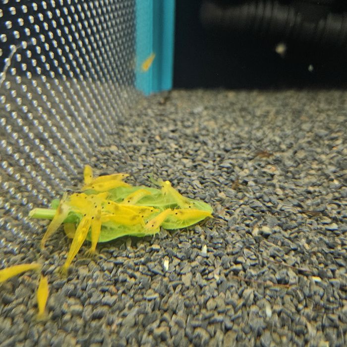 Neocaridinas yellow neon